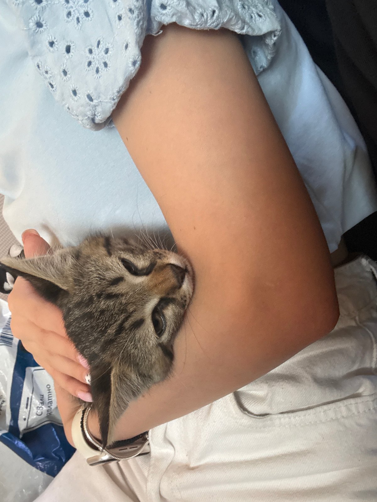 Lazy afternoon with a kitten and World Cup football in Blagoevgrad