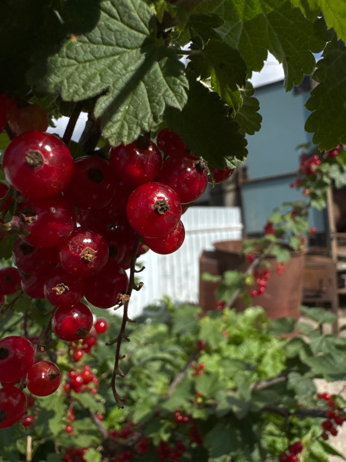 Roses and red currants in peak summer season, Chaikovsky