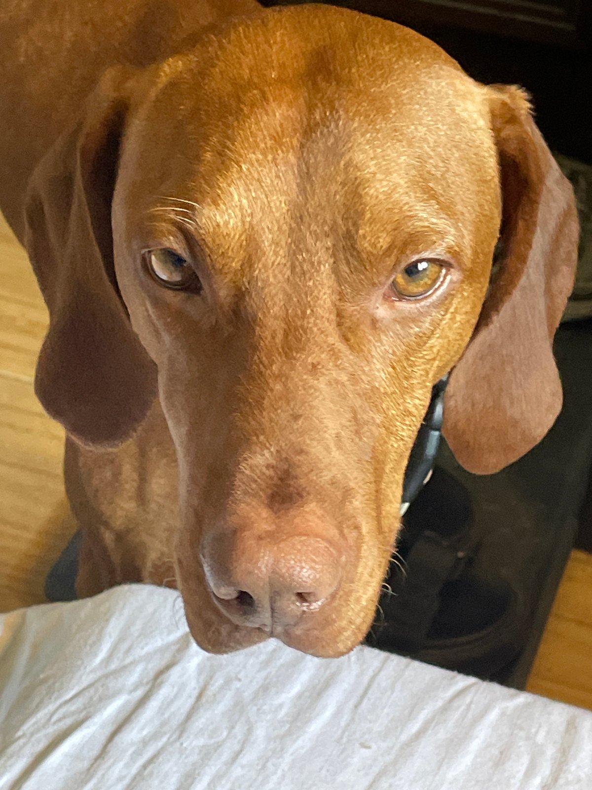 Vizsla portrait, up close in Herceg Novi