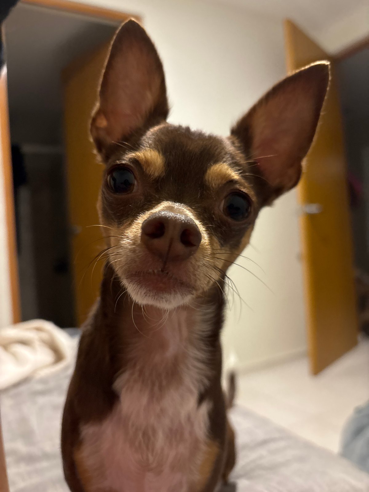 Indoor moments captured across Puebla area: pet and fitness