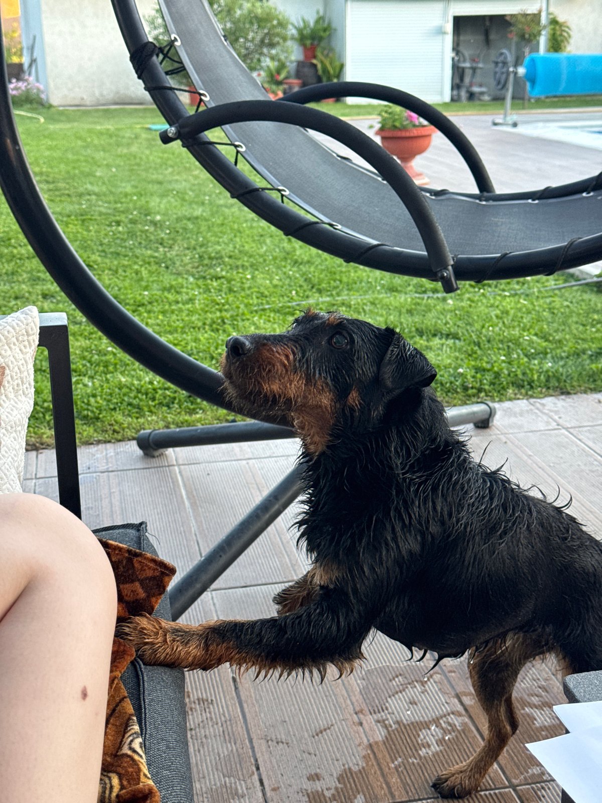 Backyard pool day in Bulgarovo with dog and casual moments