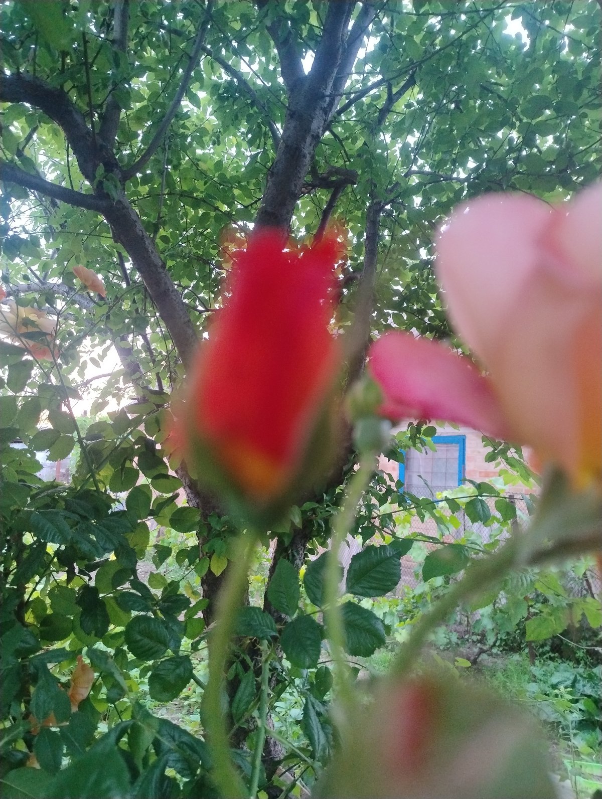 Garden scenes and sky views documented during summer evening