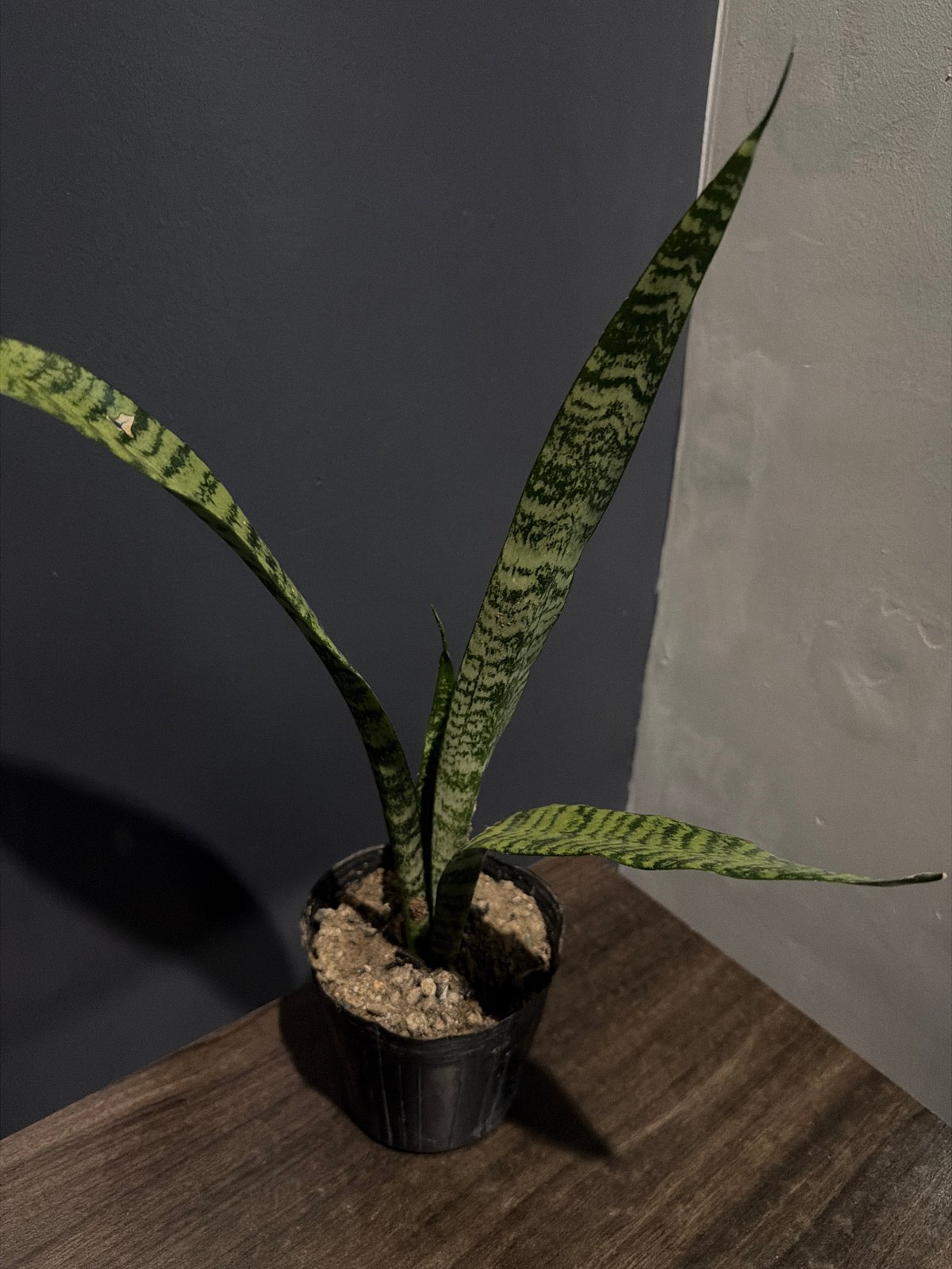 Davao City resident documents plants and nighttime cityscape views
