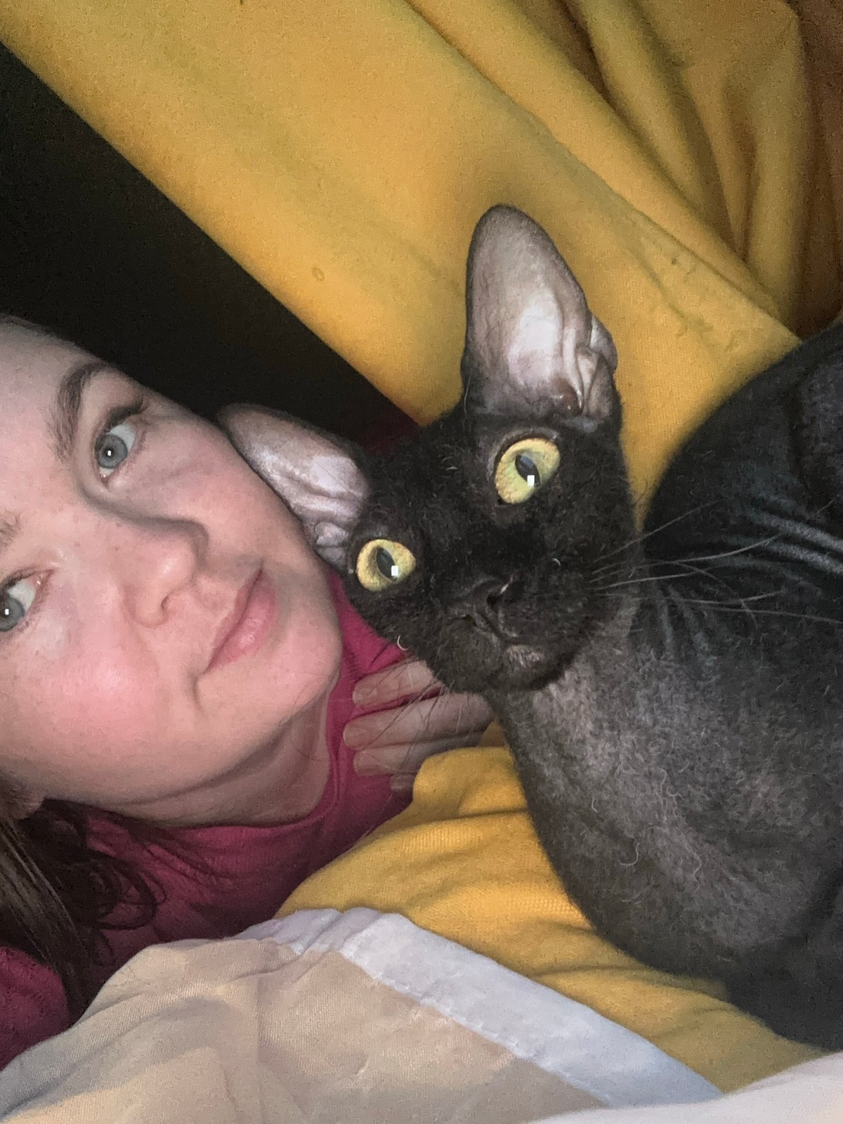 Lazy afternoon at home with a black Sphynx cat in Chaikovsky