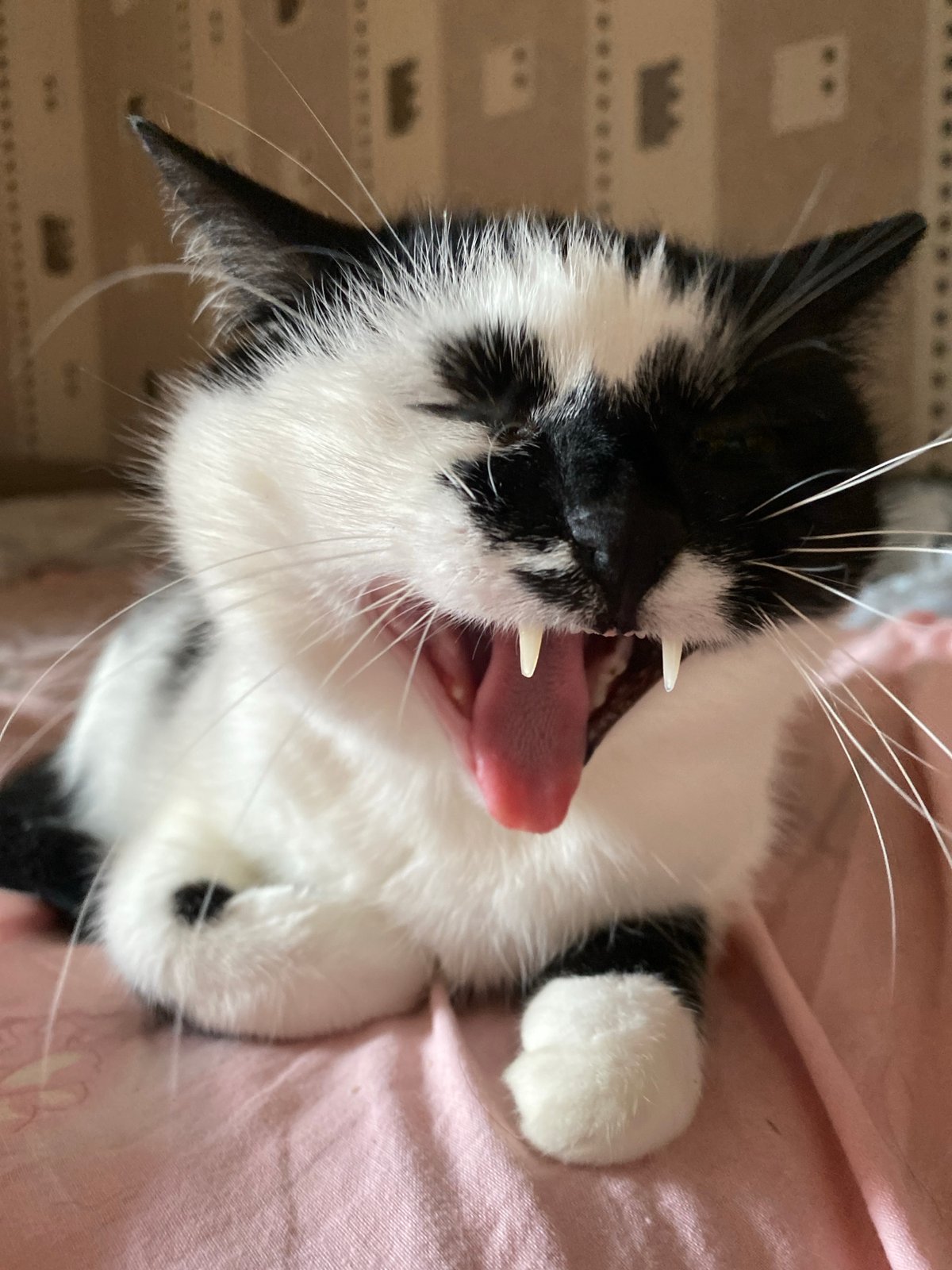 Green-eyed black and white cat relaxes on a pink blanket