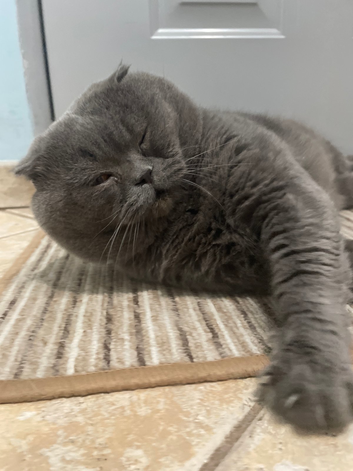 Scottish Fold cat and nighttime street scenes documented simultaneously