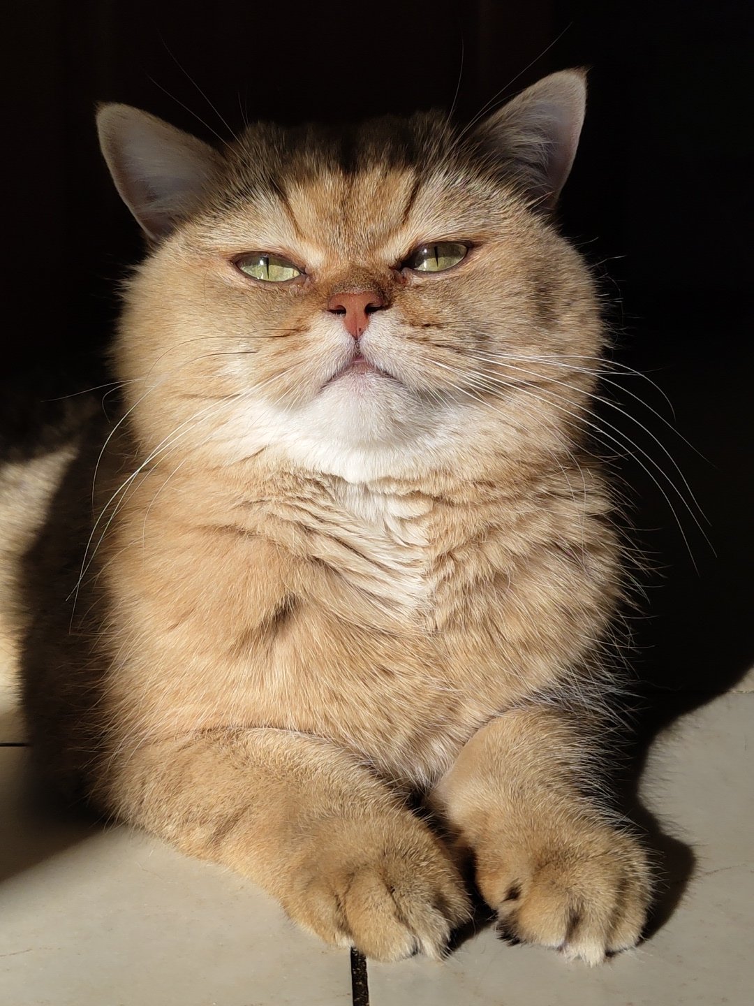 Golden British Shorthair cat lounging around a Krasnodar home
