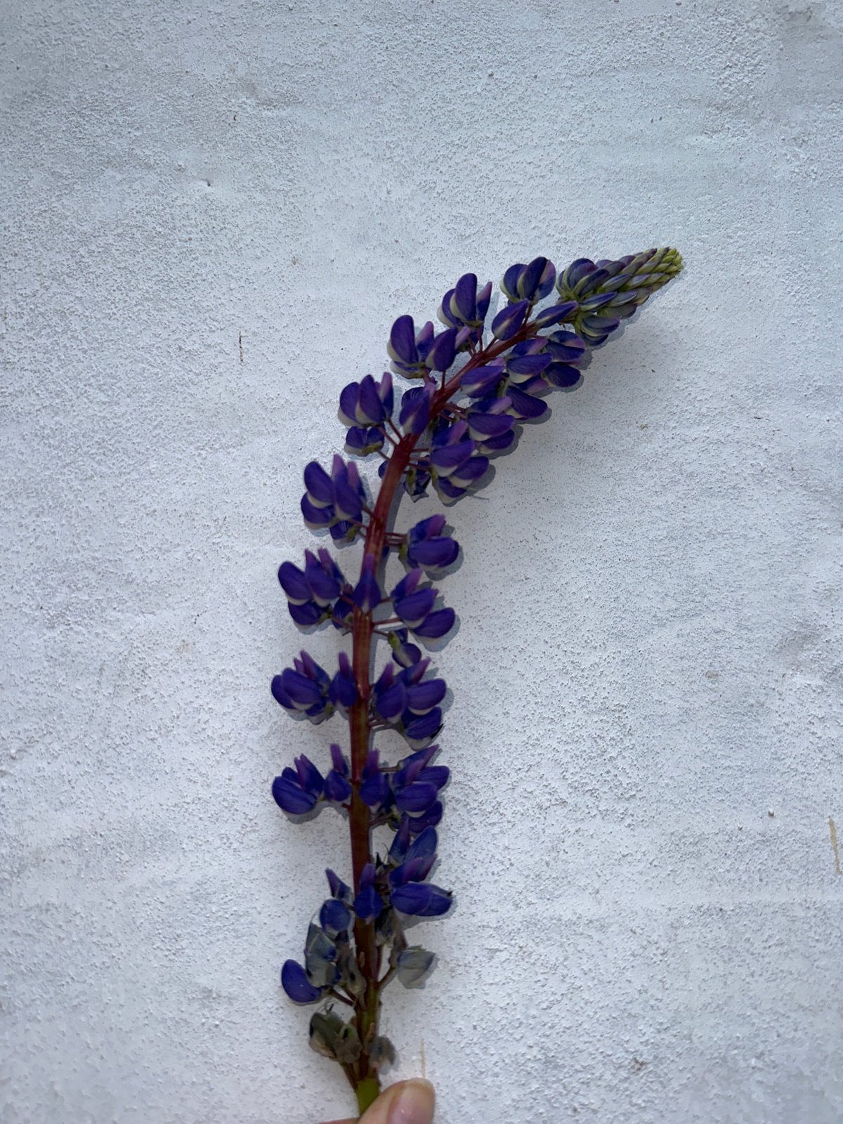 Woman poses with purple lupine flowers in Альняш