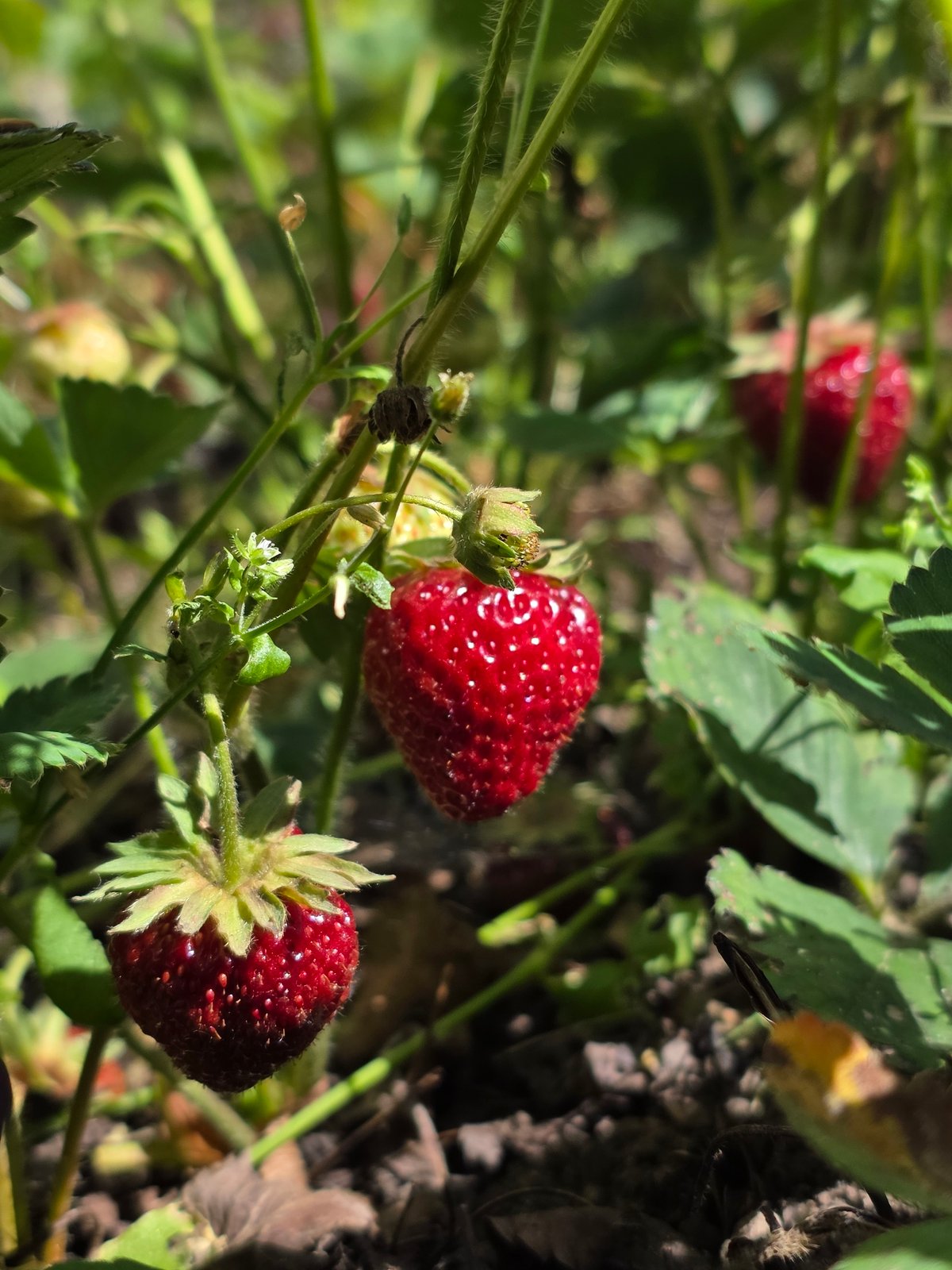 Strawberries, currants, and roses blooming in a Bryansk garden
