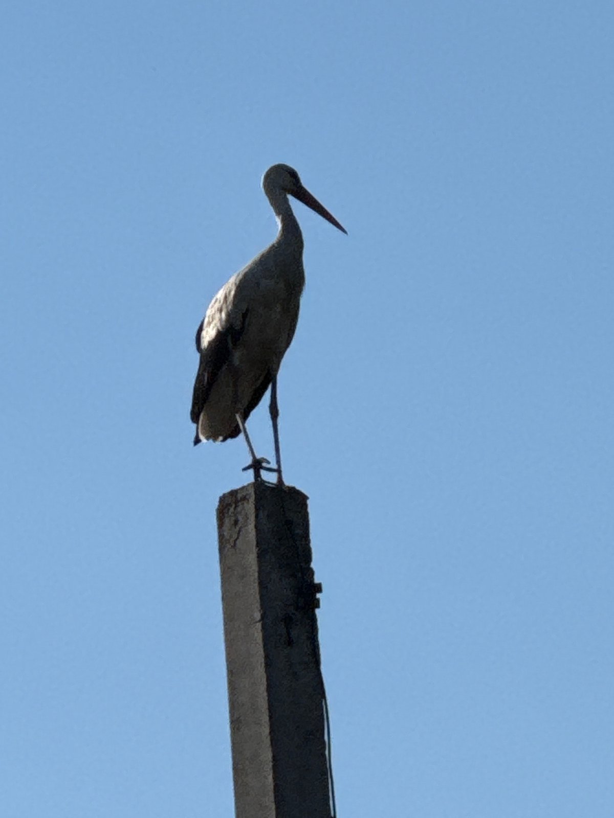 Stork in flight over Horenychi, shot from below