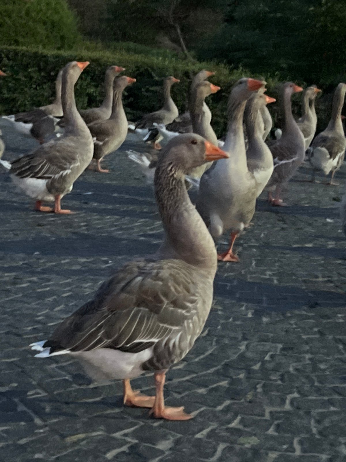 Geese roam a cobblestone courtyard in Dnipro, Ukraine