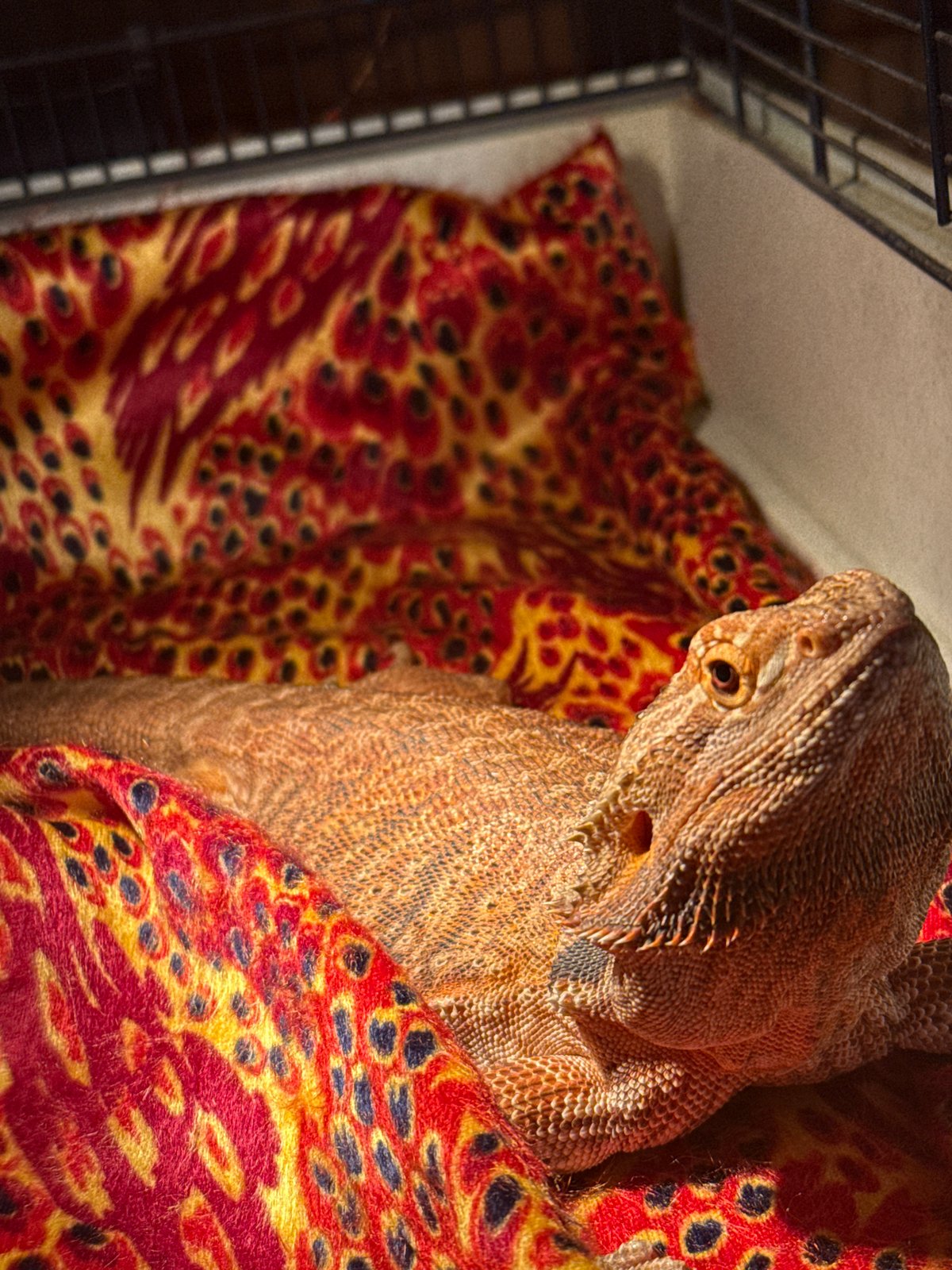 Quiet home life in Dmitrov: reptiles, citrus prep, and garden details