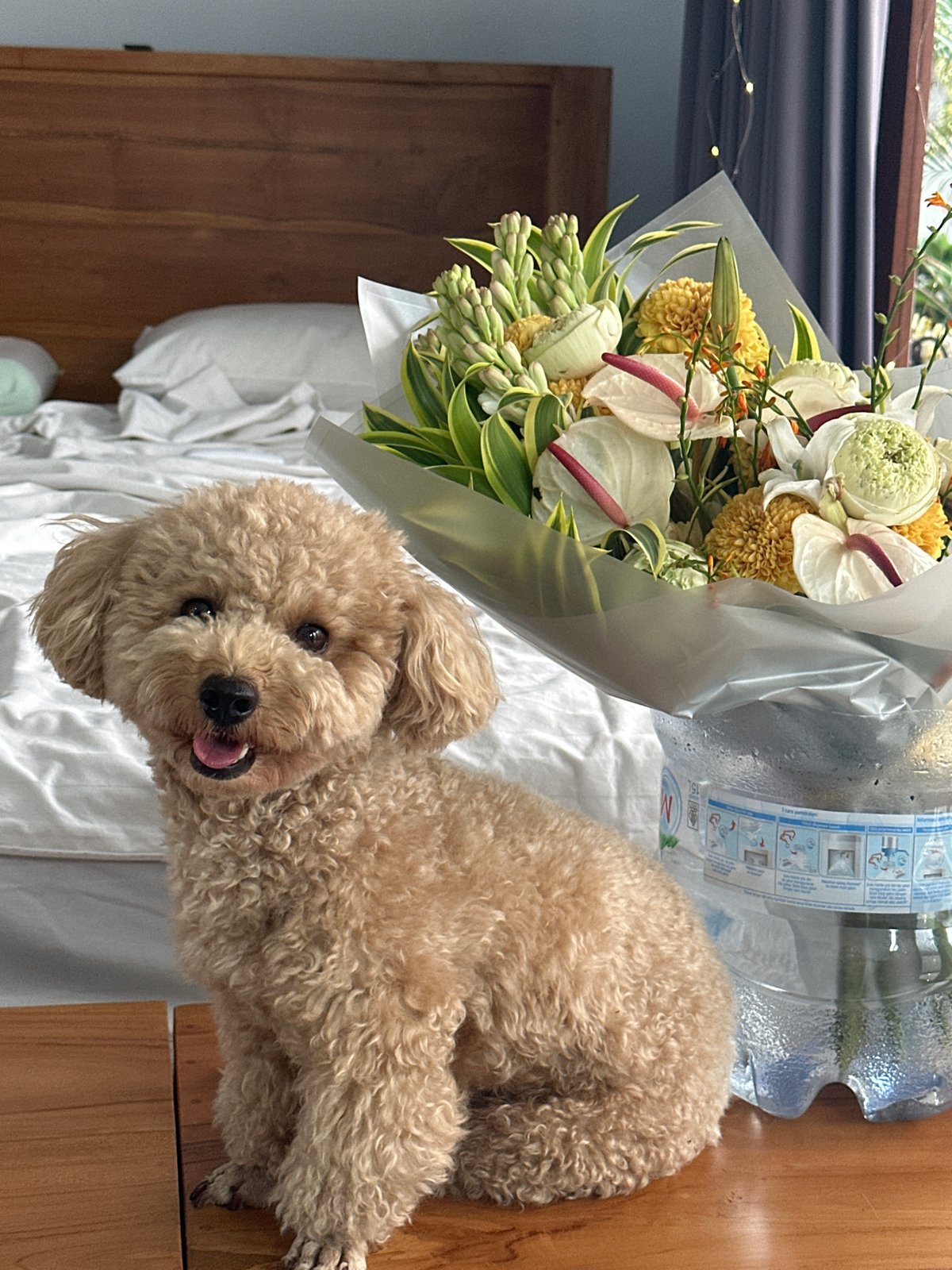 Poodle rests on bed with flower bouquet in North Kuta