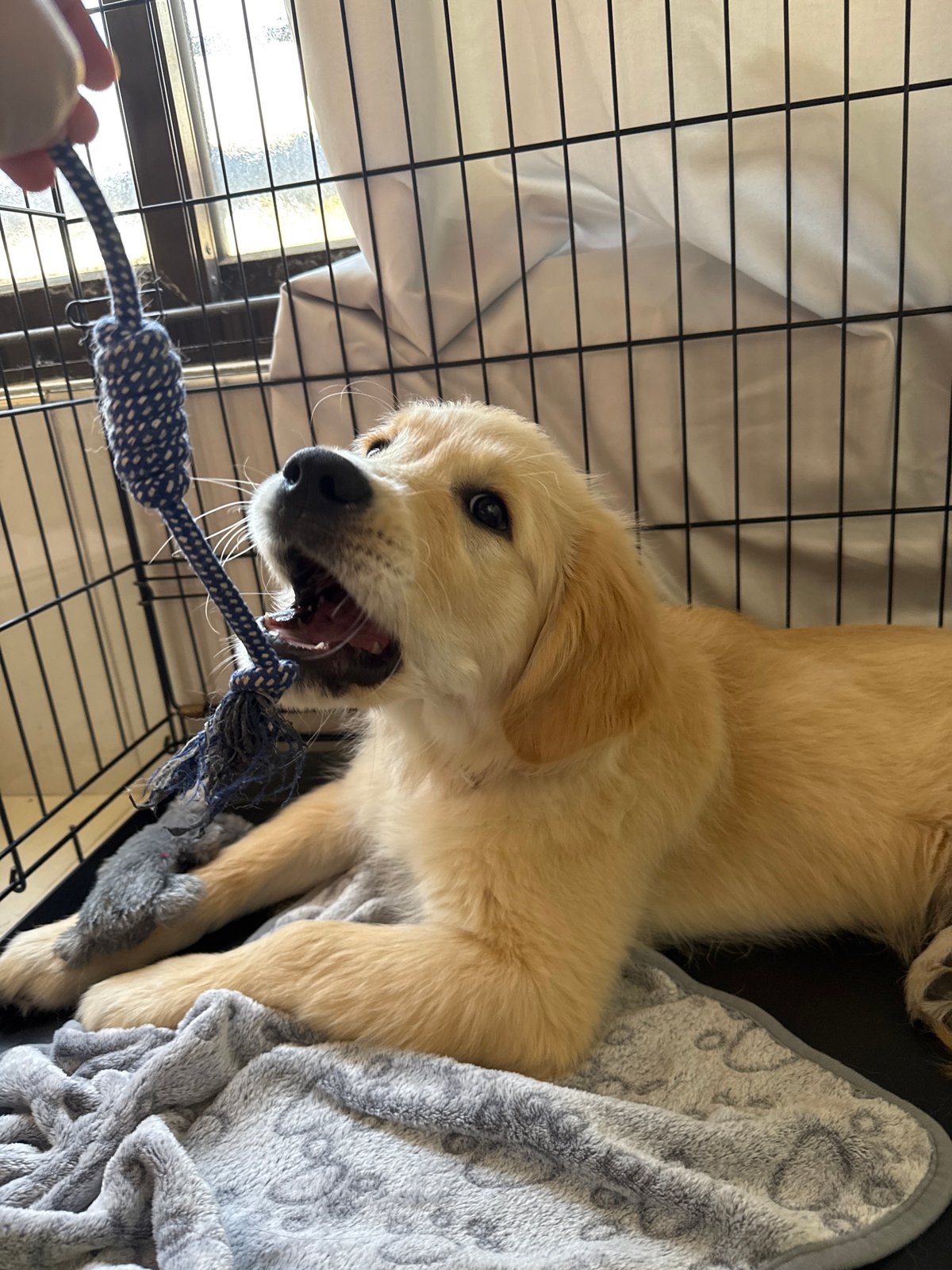 Golden retriever puppy plays and rests in crate, Netanya