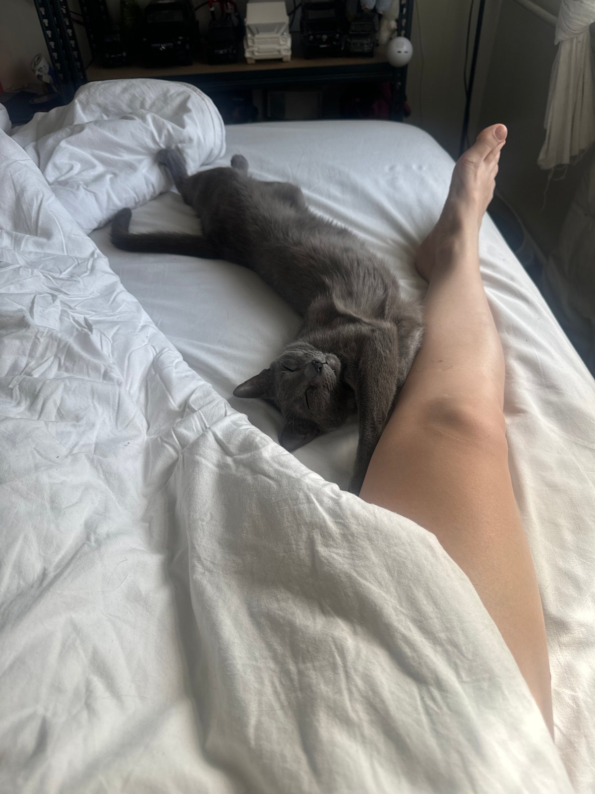 Gray cat rests peacefully on bed in Moscow