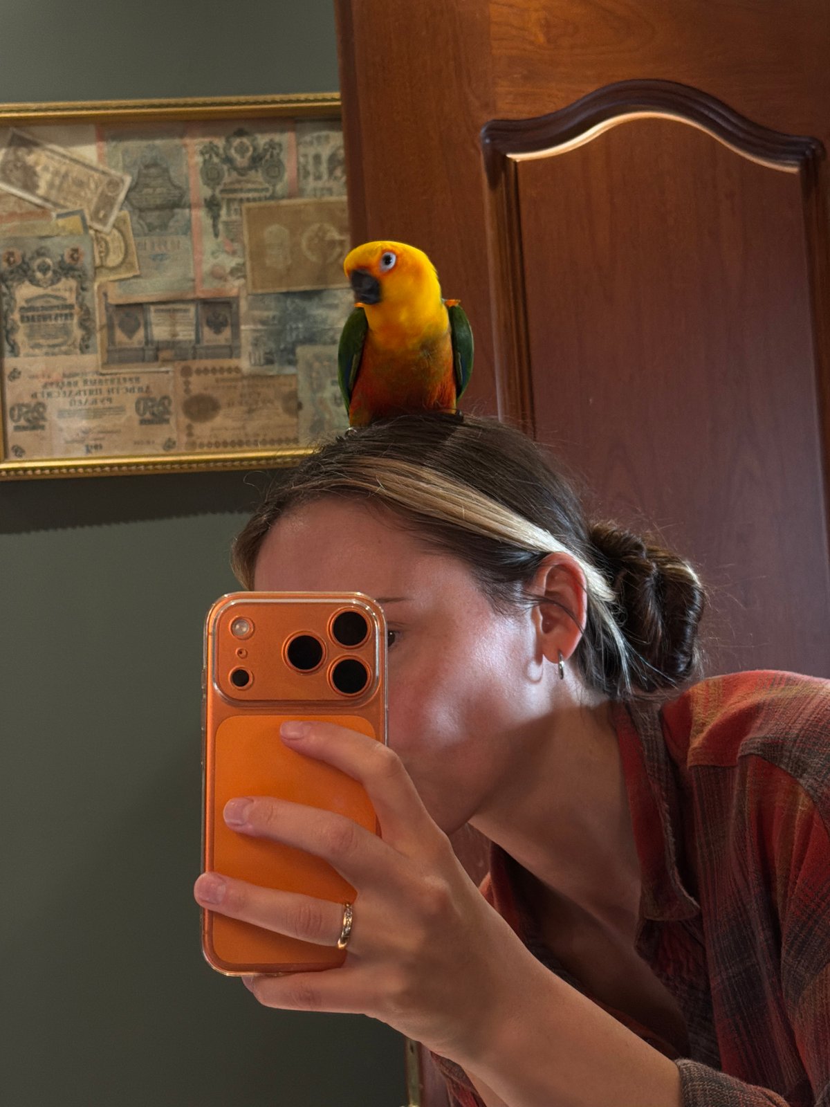 Afternoon at home with a sun conure parrot in Khimki