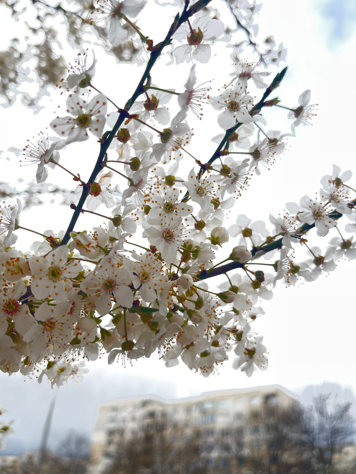 Traditional Martenitsa spotted hanging from blooming tree in Sofia