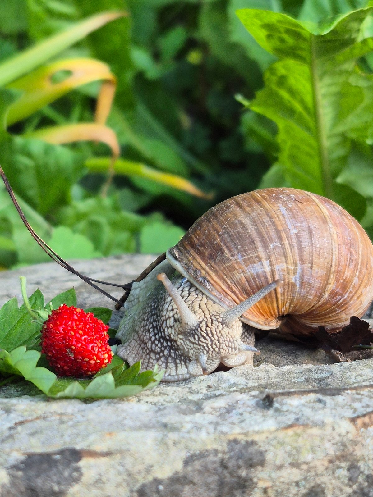 Garden snails and slugs up close, with a strawberry nearby.