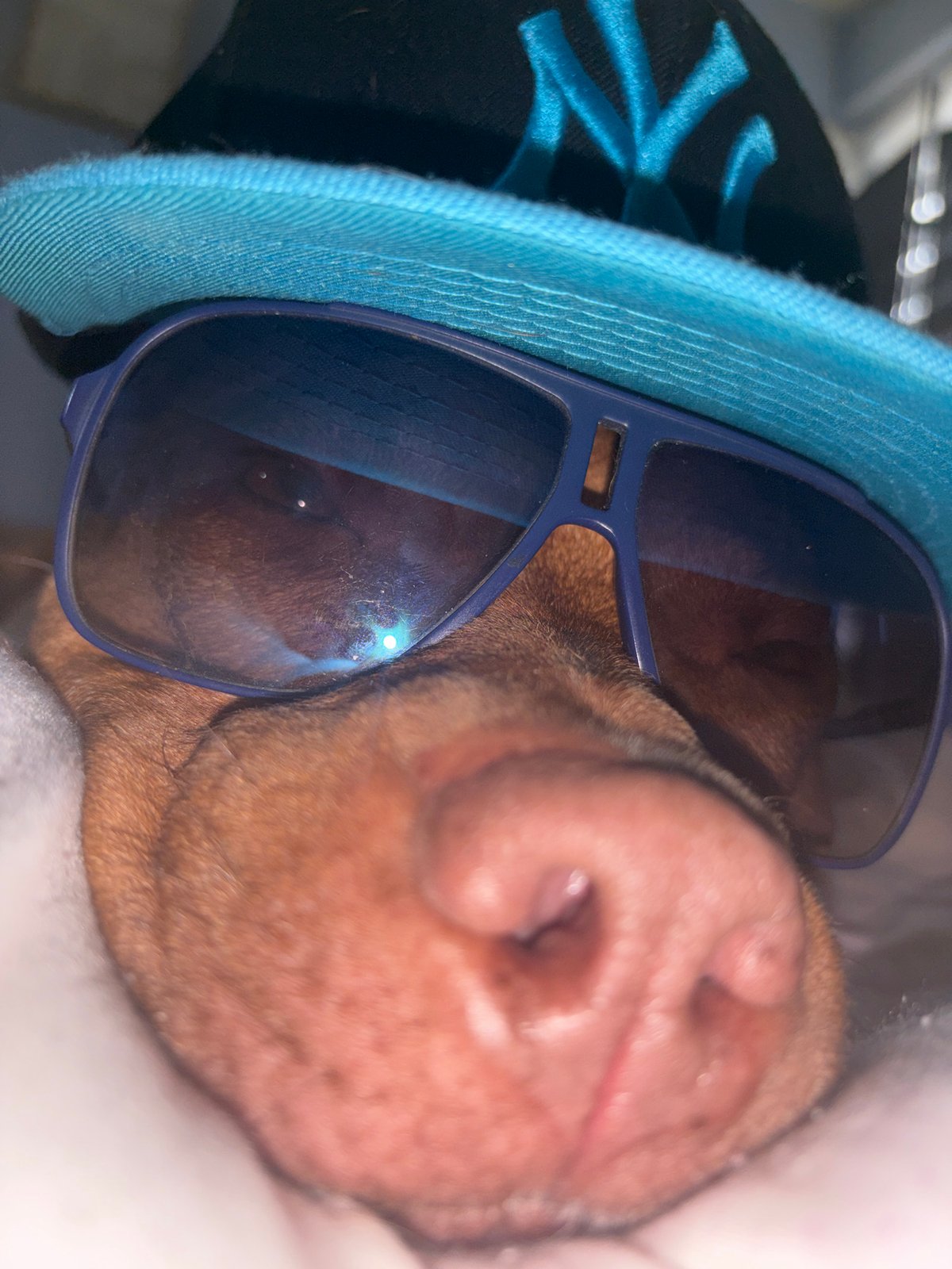 Dog Spotted Wearing Sunglasses and Baseball Cap in Sofia