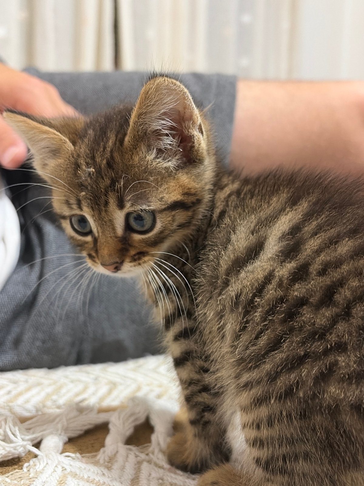 Tabby Kitten Documented in Multiple Indoor Settings Over 9 Minutes