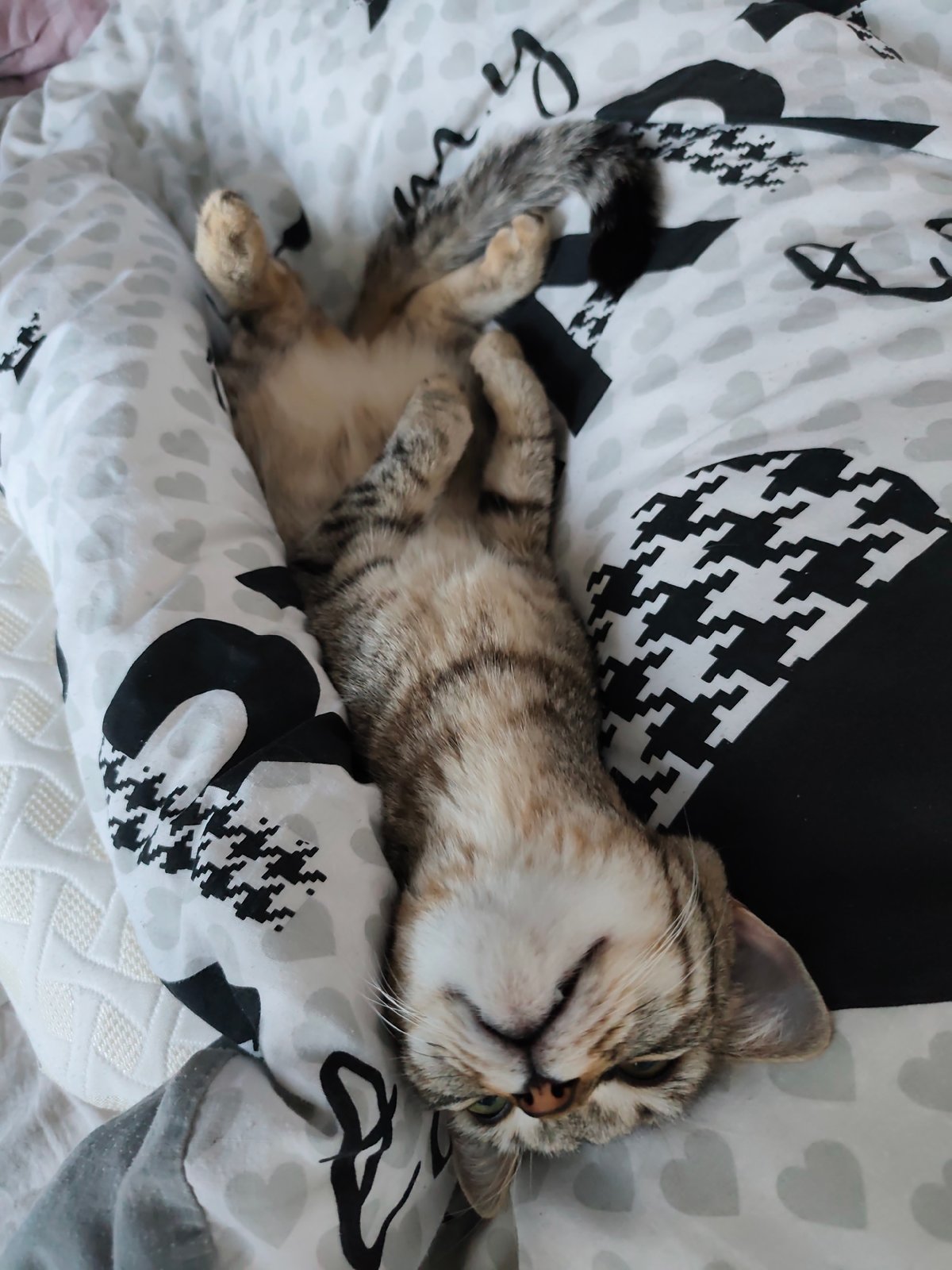 Tabby cat enjoys peaceful morning rest session in Chaikovsky