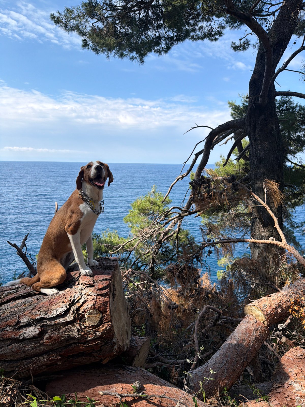 Dog spotted on tree stump overlooking sea in Montenegro
