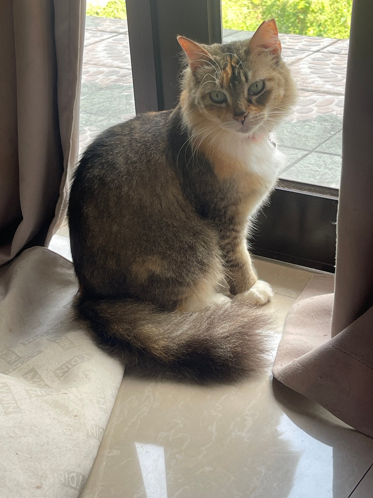 Calico cat's lazy morning of window-watching and toy play in Depok
