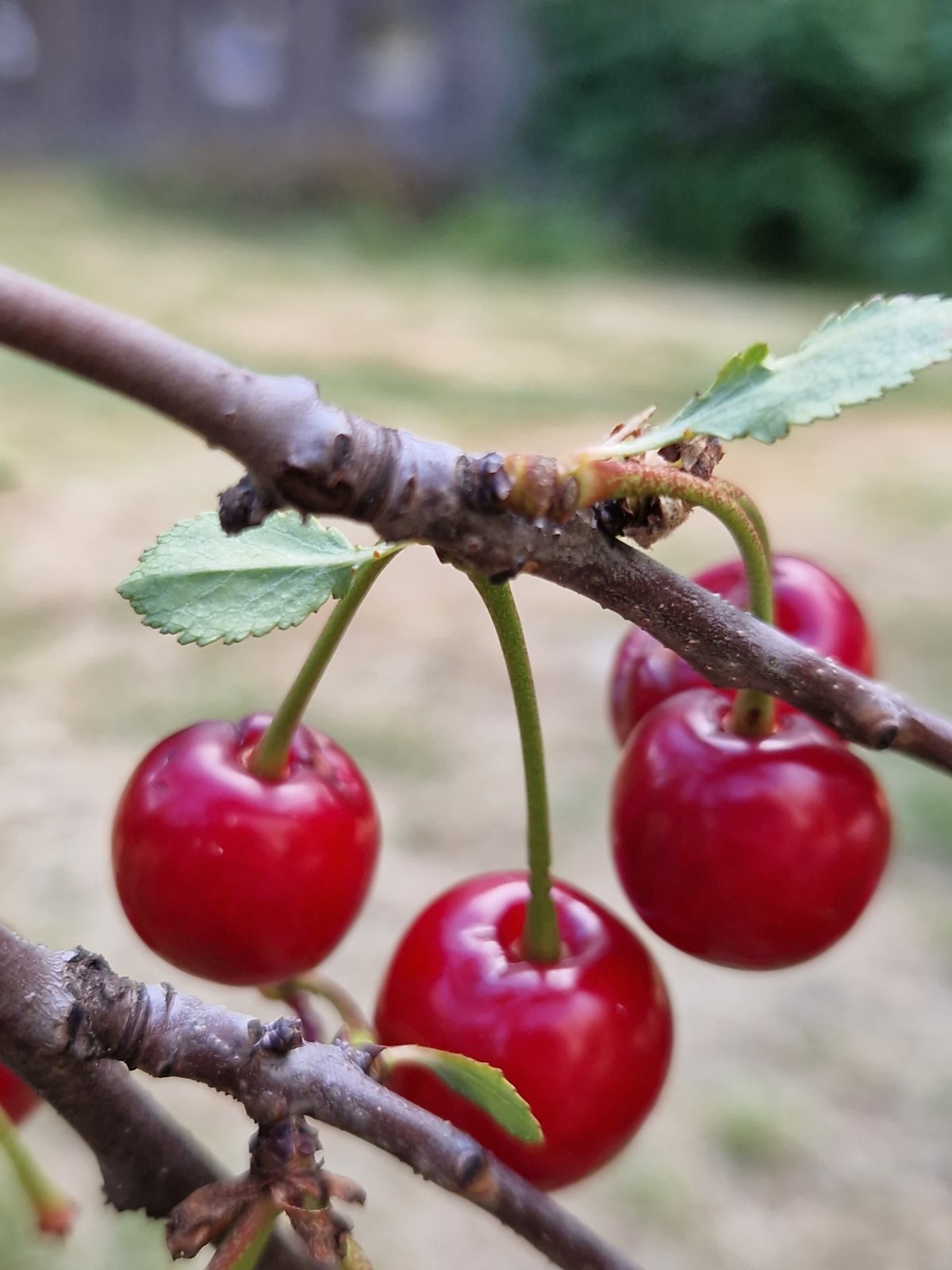 Ripe red cherries on the branch, Sofia, midsummer