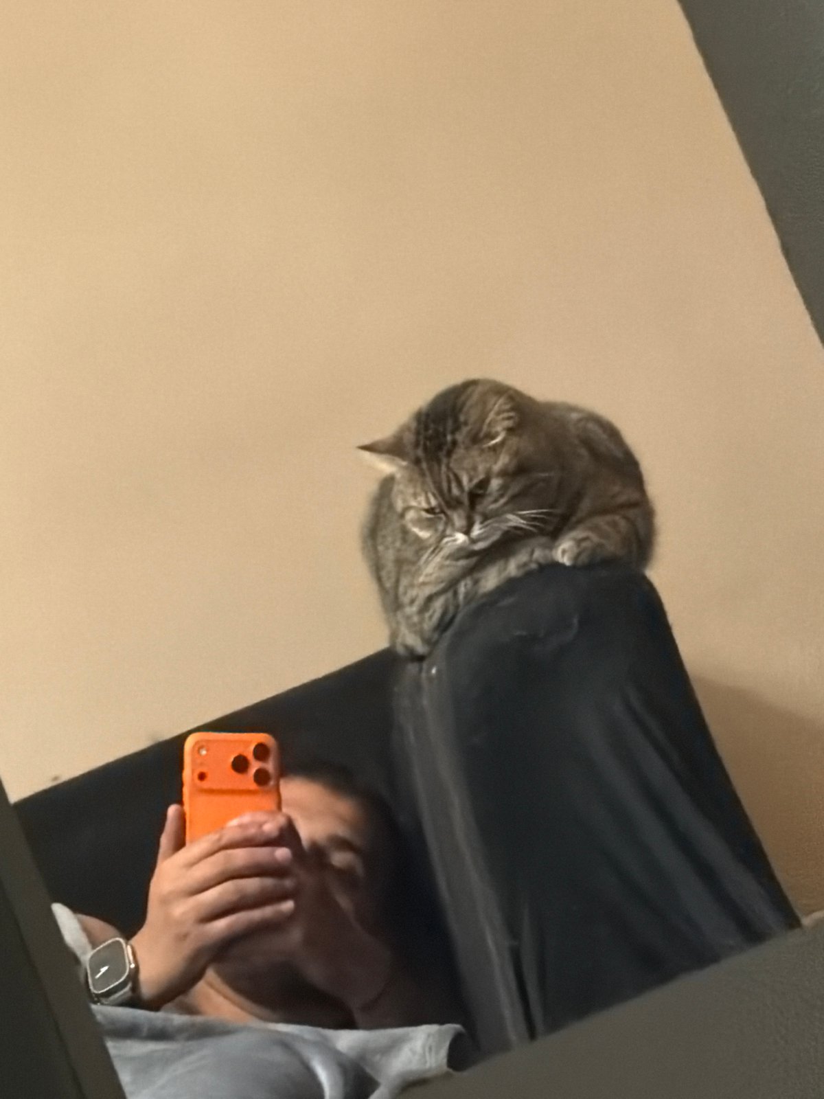 Domestic cats documented in casual moments across Sofia homes