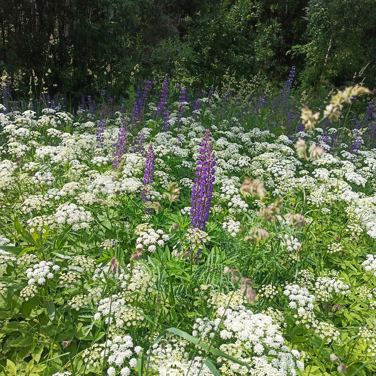 Selfies and scenery in a Russian wildflower meadow