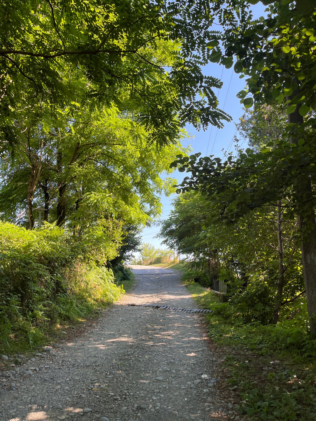 Rural Georgia: roads, flowers, dogs, and a garbage truck