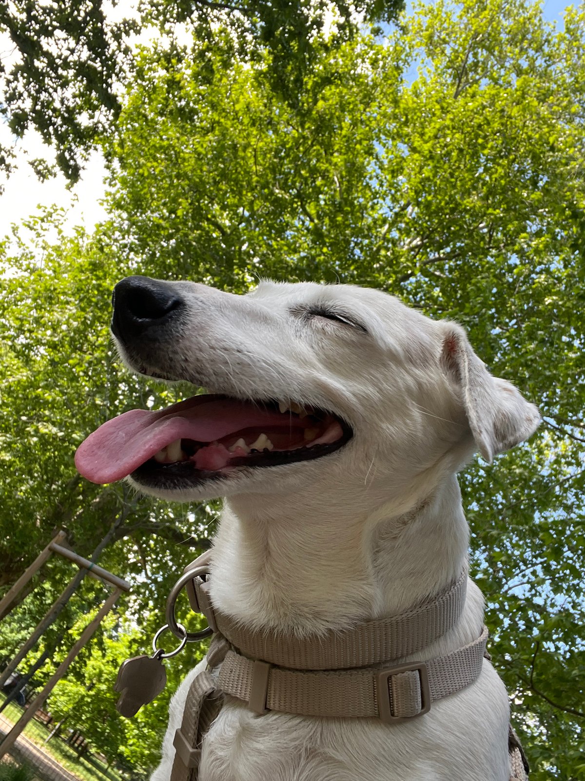 Happy white dog photographed looking up in Milan park