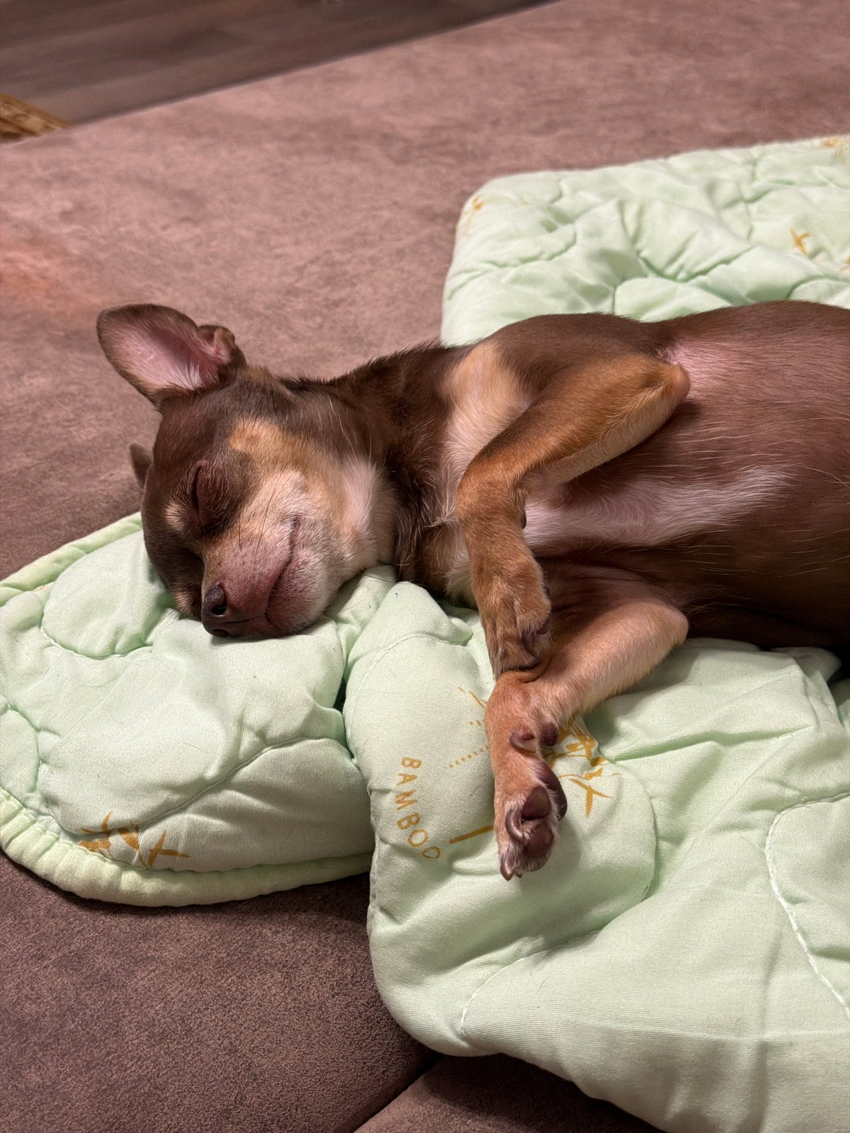 Chihuahua naps on a green quilted blanket, multiple angles