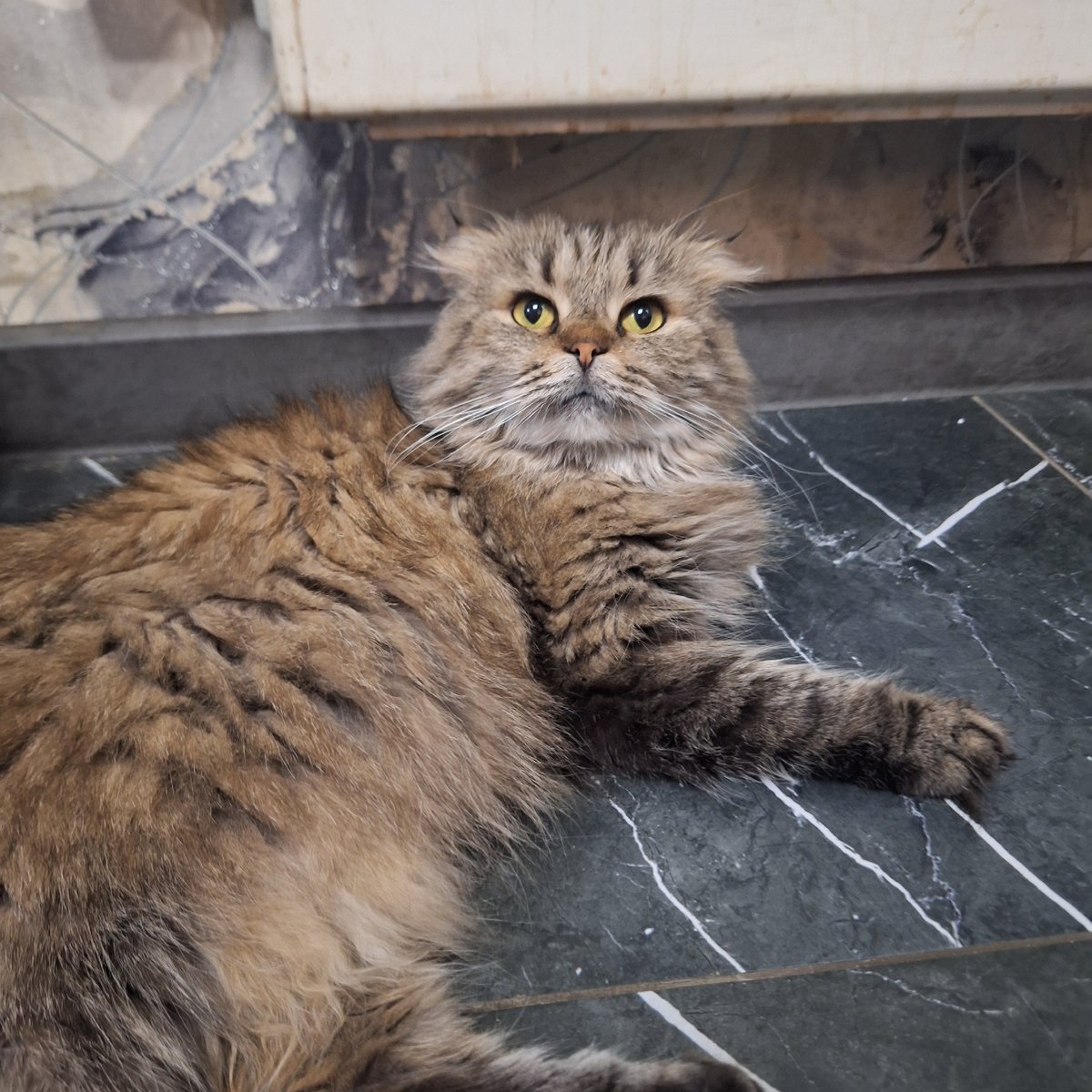 Two cats spotted in Moscow homes within two minutes