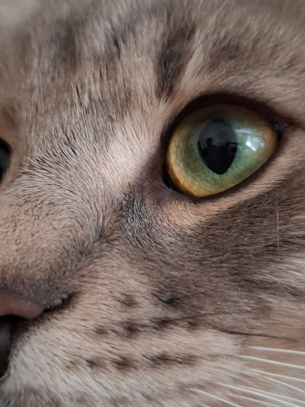 Gray tabby cat photographed playing around shelf in Novi Sad