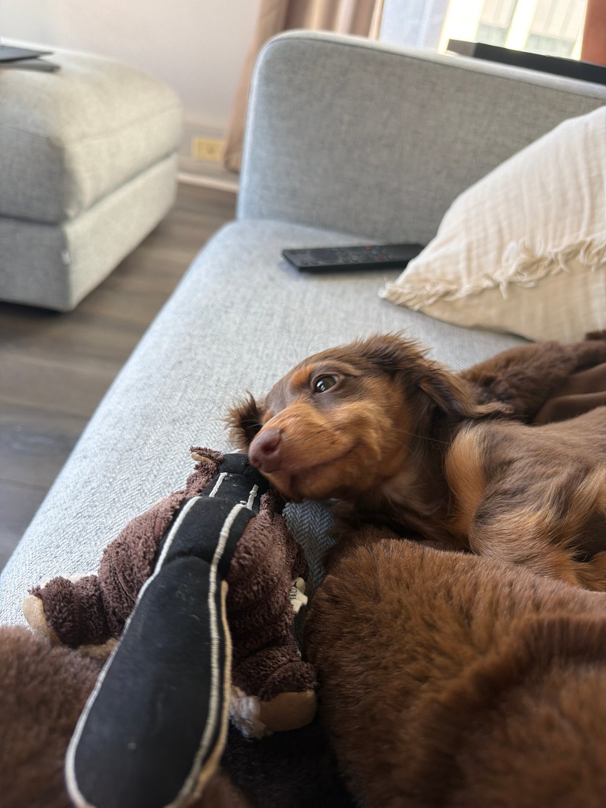 Montreal home hosts multiple puppies during evening hours