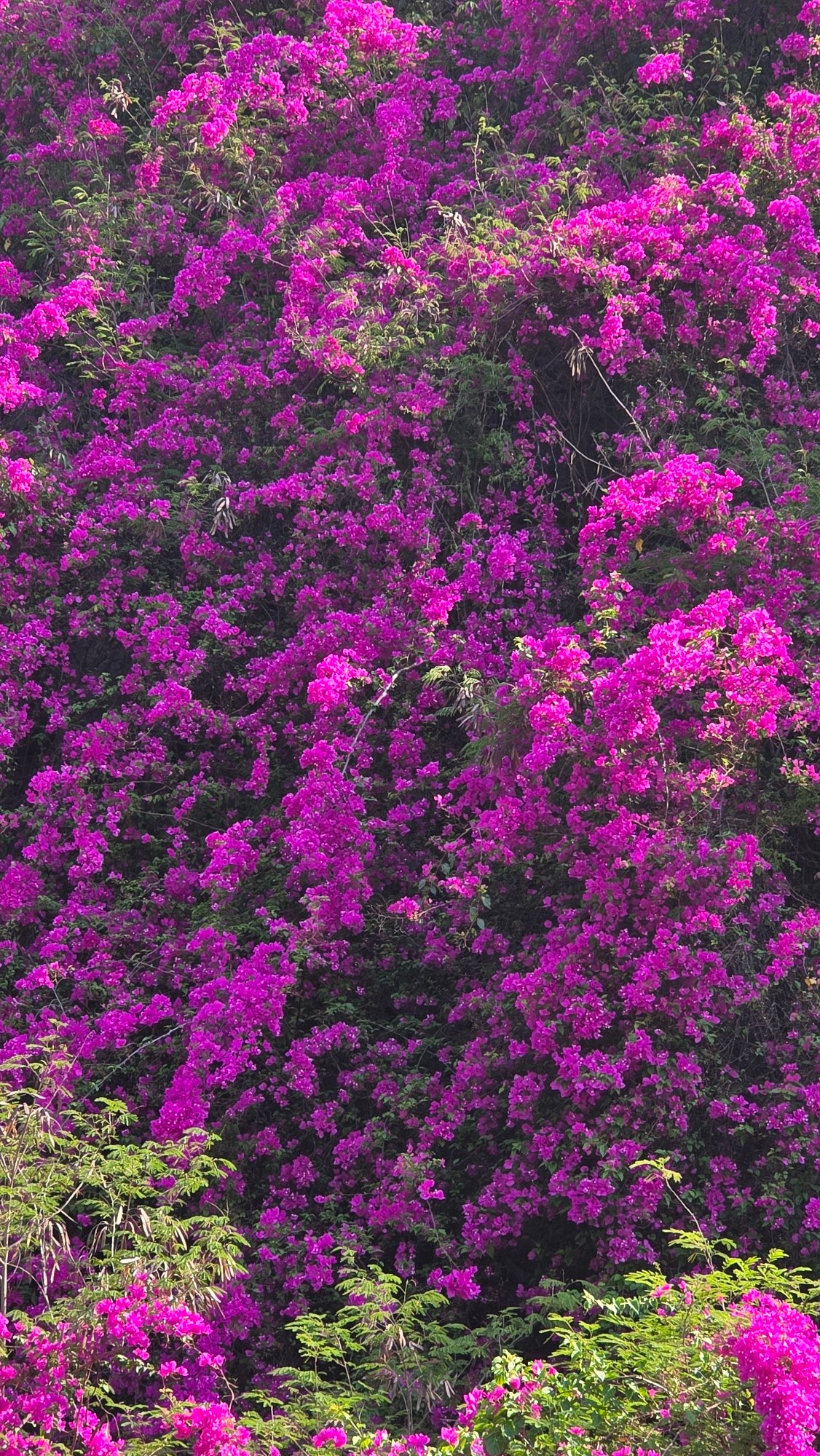 Colorful bougainvillea blooms captured in Bắc Nha Trang, Vietnam