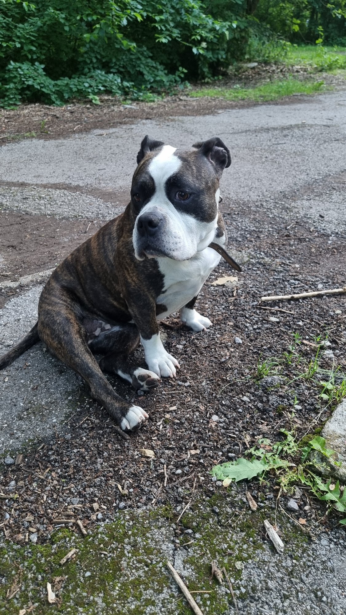 Brindle dog plays in Sofia park, captured by witnesses