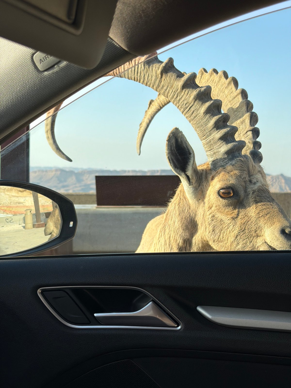 Curious Nubian Ibex peers into car window in Mizpe Ramon