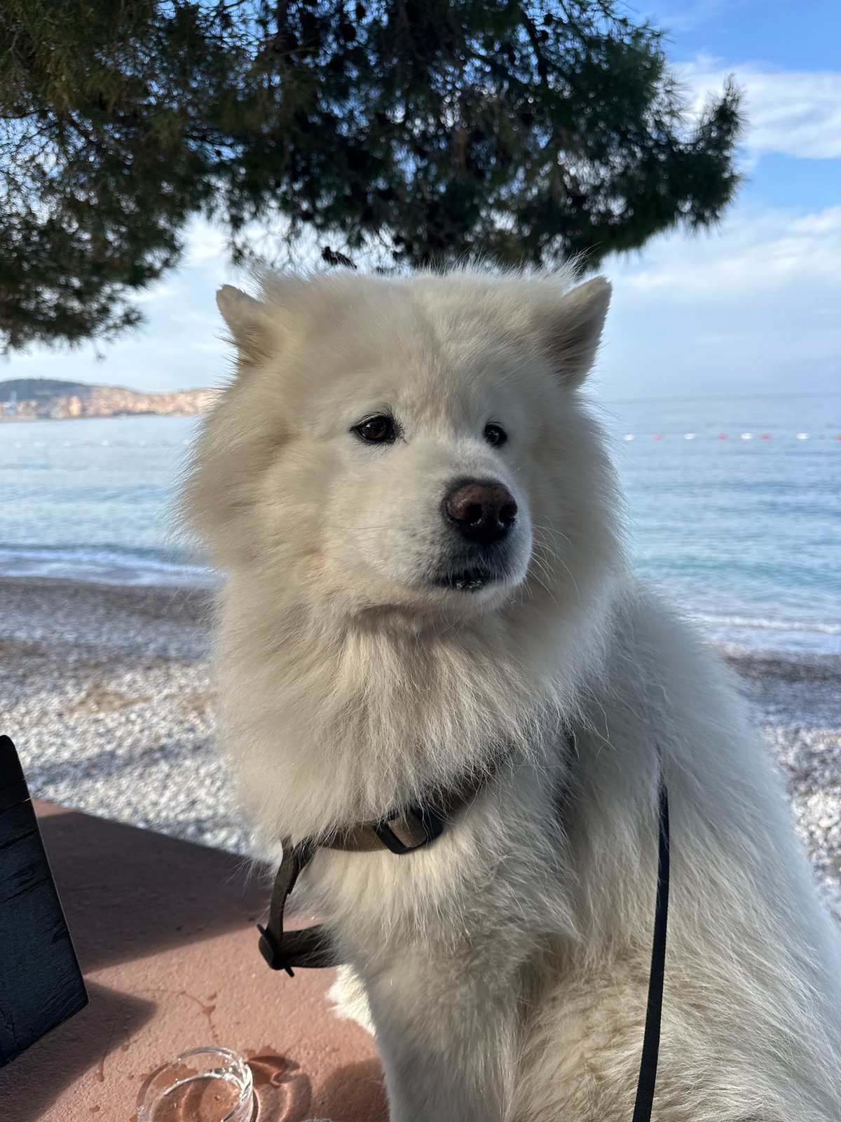 Dog and swimmer share morning beach time in Montenegro