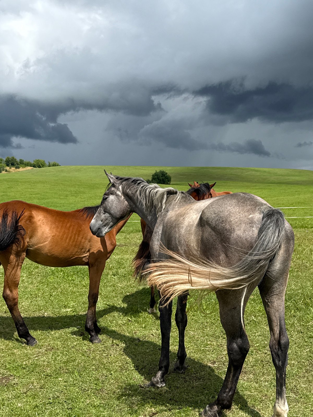 Horses resting and grazing in a Galinė pasture