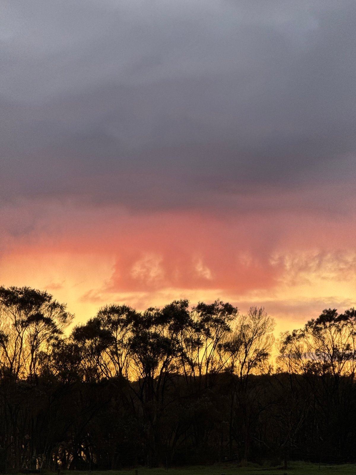 Dusk sky and water through a silhouetted treeline