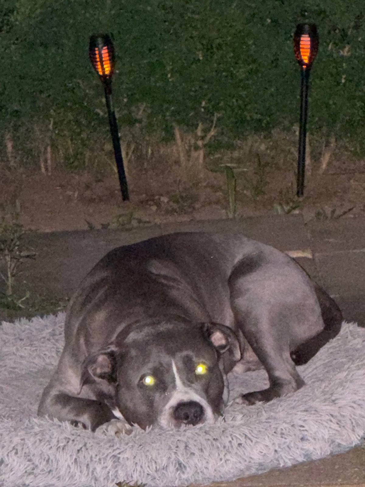 Dog rests outdoors during evening in Luxembourg city