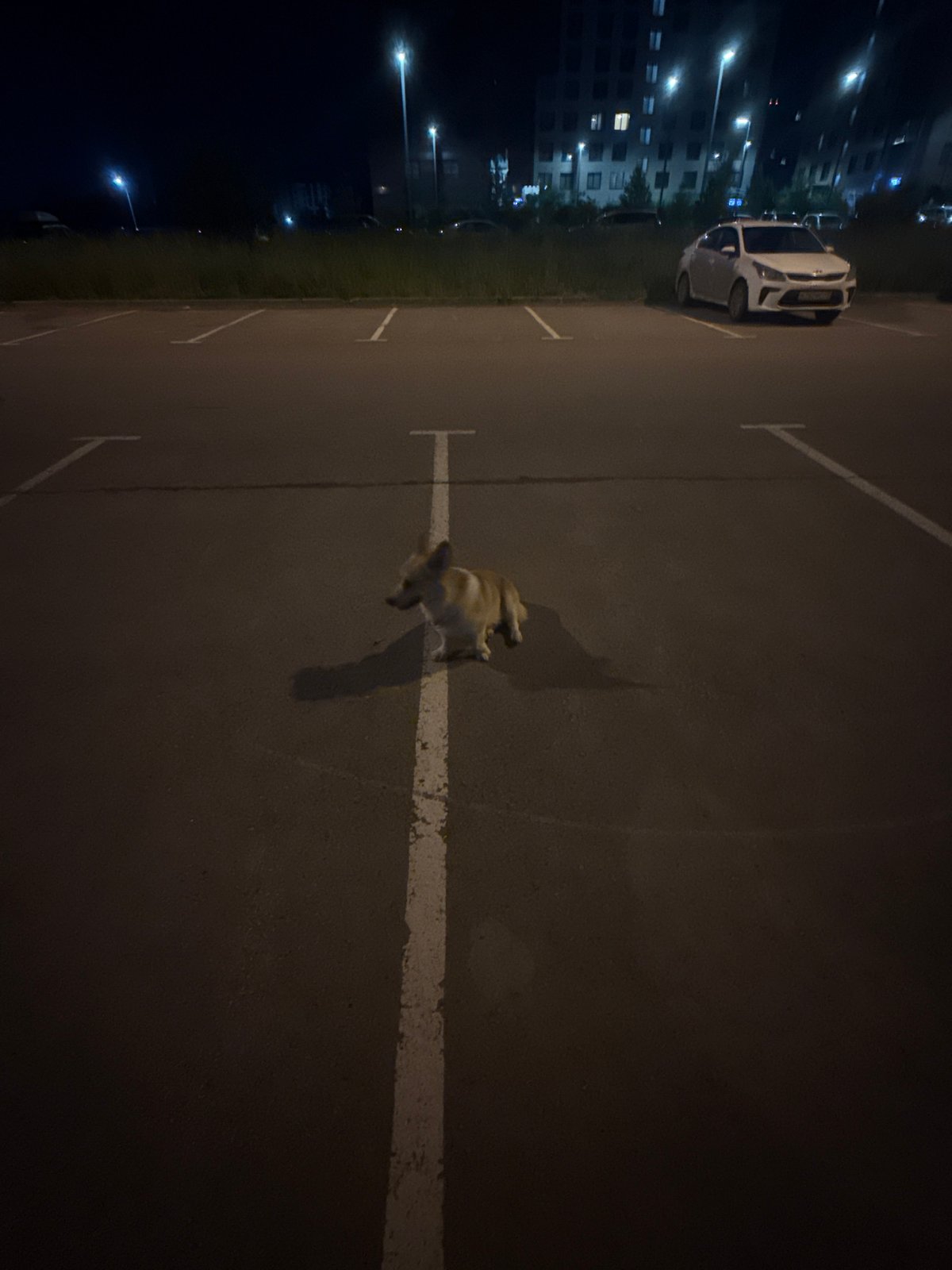 Perm night out: neon streets, a corgi, and a projection light show