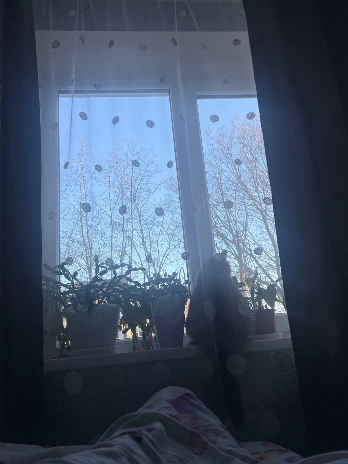 Woman's early morning routine with cat documented in Chaikovsky