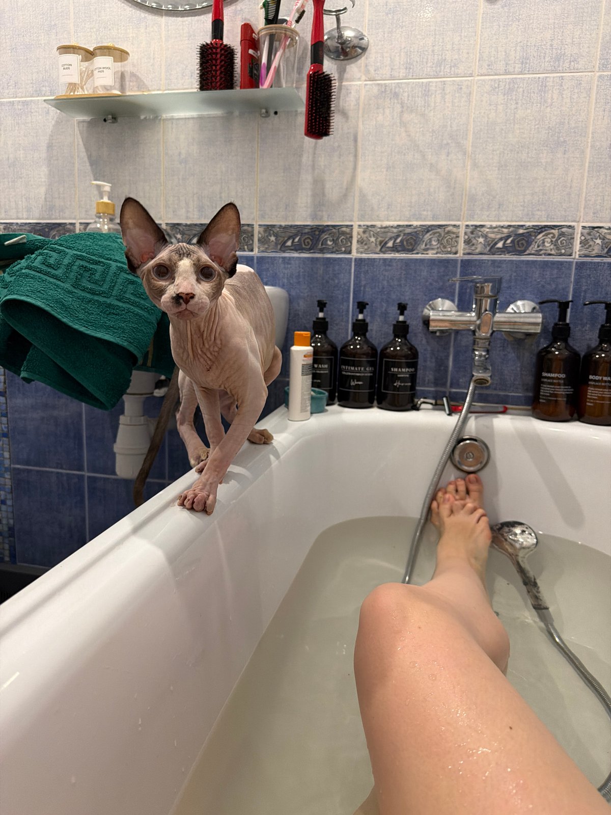 Sphynx cat's afternoon: bathtub, bags, blankets, and daisies