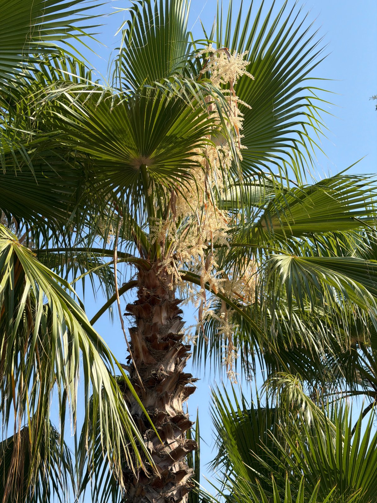 Kemer streetside greenery: palms, trumpet vines, and cypress trees