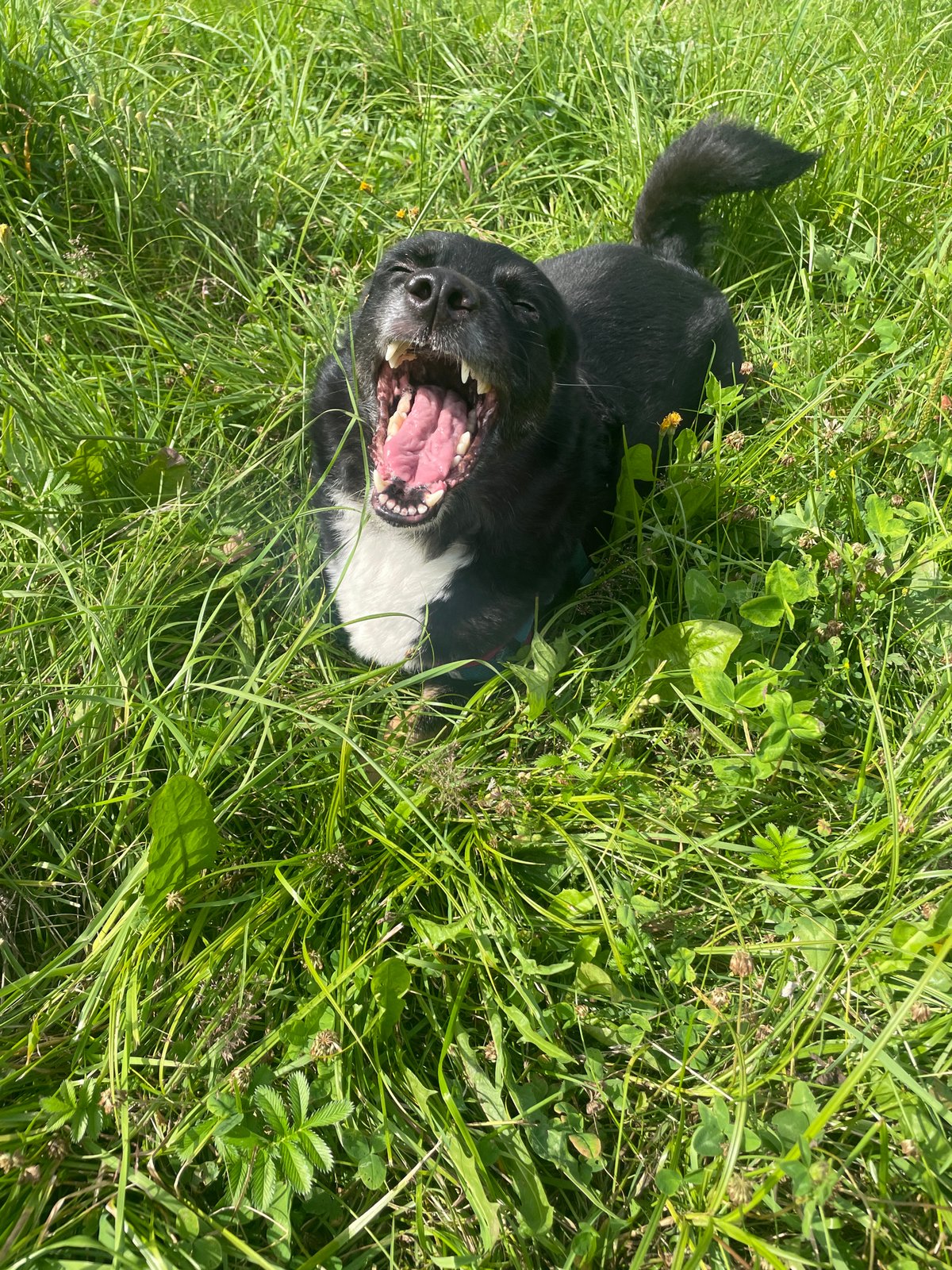 Dog in a harness relaxing in a wildflower field, Krasnogorsk