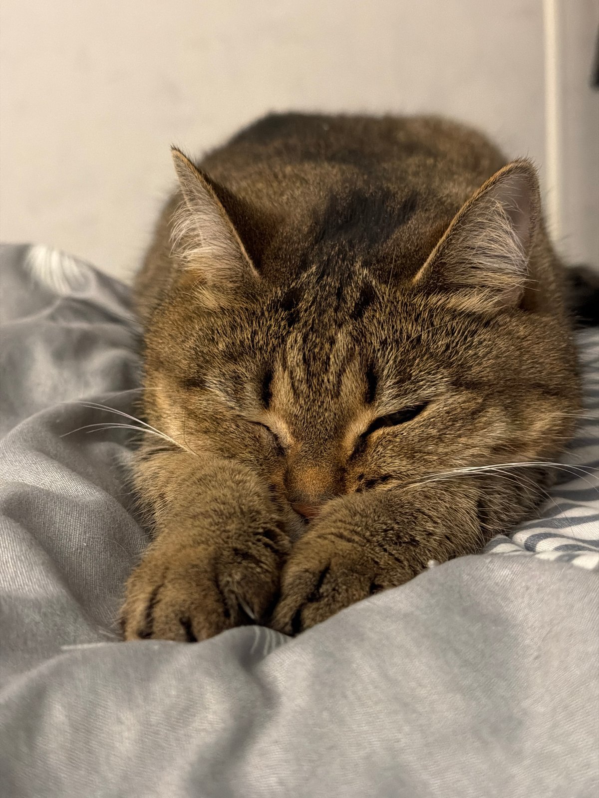 Tabby cat photographed sleeping in Chaikovsky, Russia home
