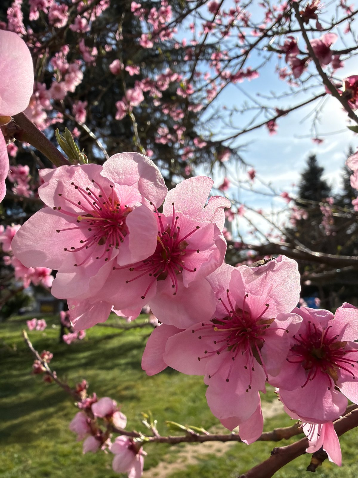 Spring blossoms and urban views captured in Blagoevgrad